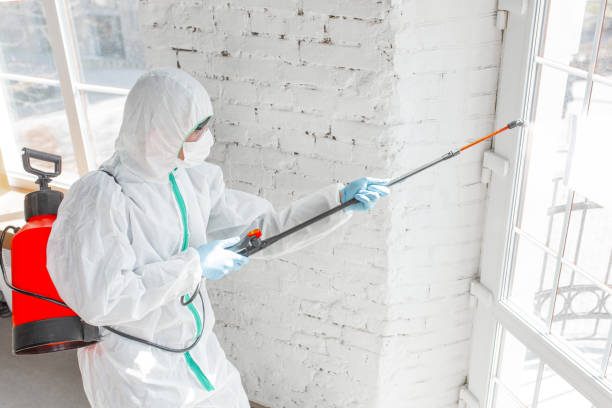 Why You Should Choose Our Mold Remediation Services in Murphys, CA